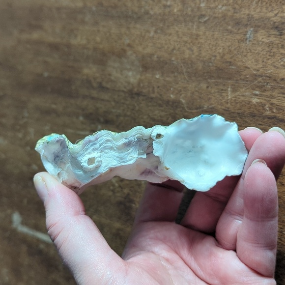 Decorative Shells - Picture 4 of 9